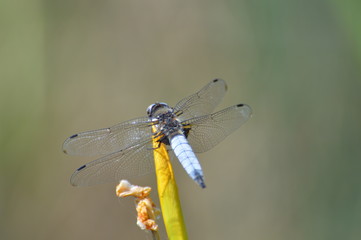 libellule