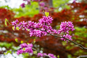 秋田、角館武家屋敷周辺の植物
