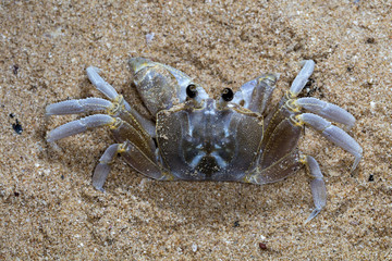 crab on the beach