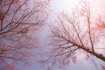 Cherry blossom trees in north of Thailand in winter season