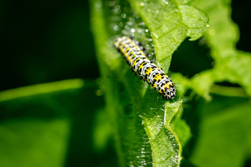 Mullein moth caterpillar