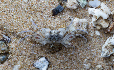 crab on the beach
