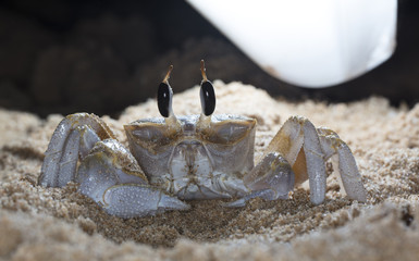 crab on the beach