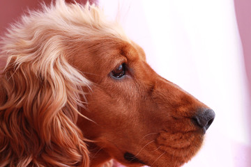 Spaniel. Portrait of a close-up dog