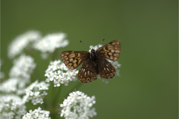Obraz premium Schlüsselblumen-Würfelfalter