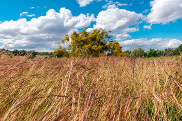 campo con hierbas altas y arbol amarillo en medio, nubes blancas de fondo
