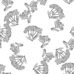 Yarrow Achilea Hand drawn sketched vector illustration. Doodle graphic - 206588134