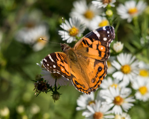 Fototapeta na wymiar American Lady Butterfly