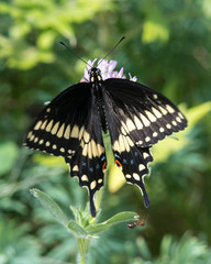 Black Swallowtail