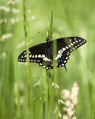 Black Swallowtail