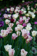 Fototapeta premium Flower