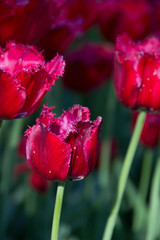 Naklejka premium Flower