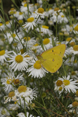 Clouded Sulphur