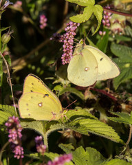 Clouded Sulphur