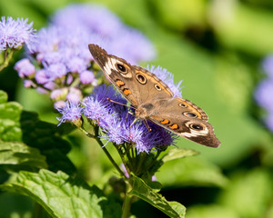 Common Buckeye