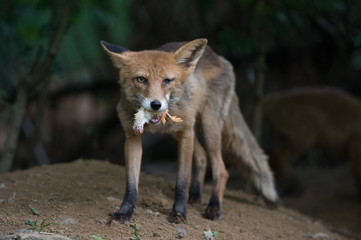 Fuchs mit Beute