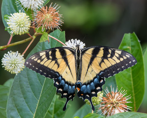 Eastern Tiger Swallowtail Butterfly