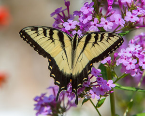 Eastern Tiger Swallowtail Butterfly