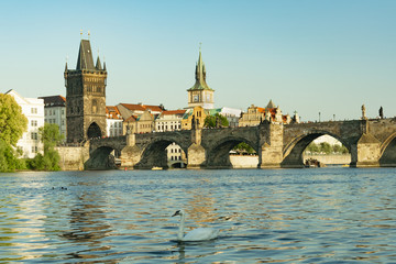 Prague, Charles Bridge and tower by the River with Swan