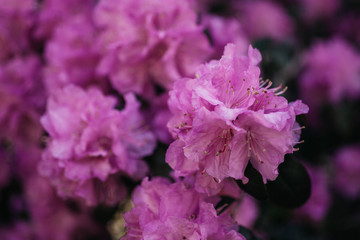 Azalea in bloom