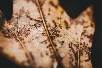 Leaves