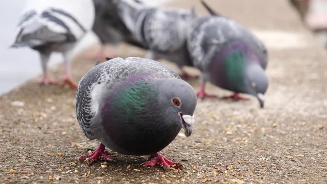 Flock of hungry pigeons pecking and eating food bread seeds outdoor in cold season, slow motion