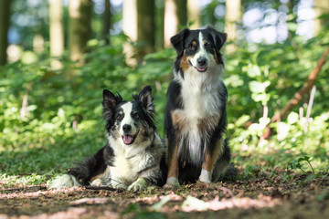 Zwei Australian Shepherd Hunde