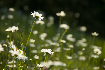 Many daisies on a green meadow