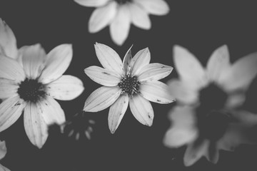 Black and white flower