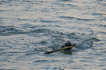 Dog swimming in the sea with stick in its mouth during the evening