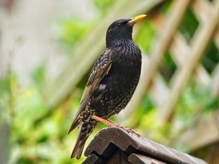 Starling