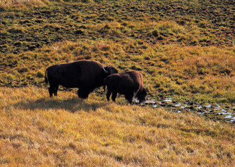 American bison in Yellowstone NP, USA 