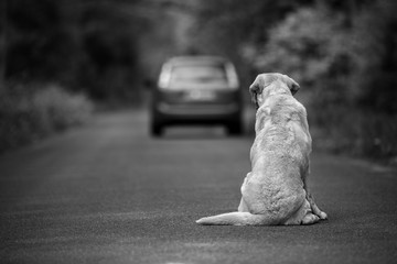Abandoned dog on the road - obrazy, fototapety, plakaty