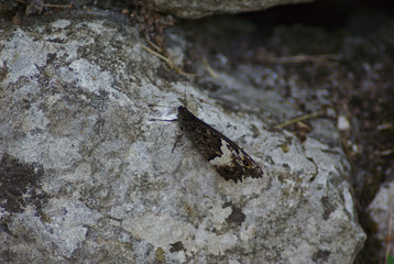Farfalla sulla pietra