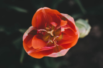 Obraz premium Tulip 2018