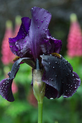 Iris Black Swan in the morning dew
