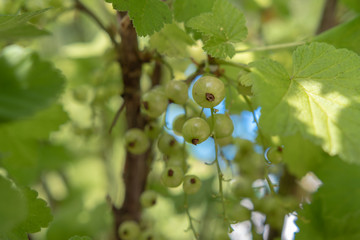 Jahannisbeeren am Strauch