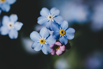 Forget-Me-Not Flowers 2018