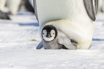 Emperor Penguin chick emerges from brood pouch