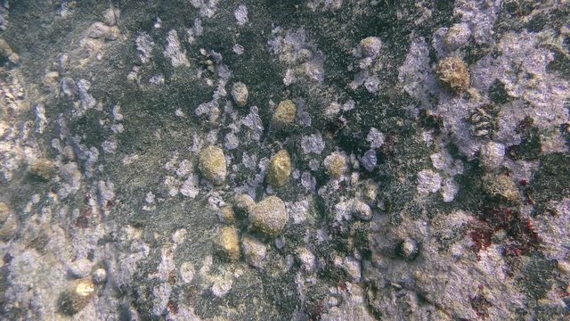 A large number of Common limpet (Patella sp.) on the stone,  wide shot.