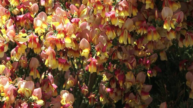Yellow and orange flowers. (Cytisus scoparius).
