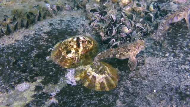 Two Common limpet shells (Patella sp.) on the stone, near swims the fish Sphynx blenny (Aidablennius sphynx).