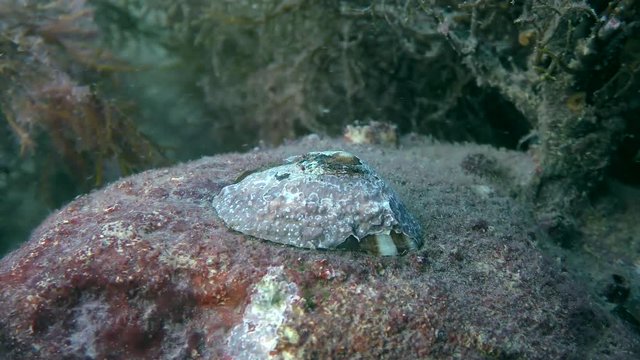 Gastropod Common limpet (Patella sp.) on stone, close-up.