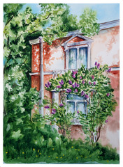 Fototapeta na wymiar old house with a Bush of lilac in St. Petersburg