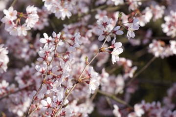 Spring beautiful pink color with trees and blossom.