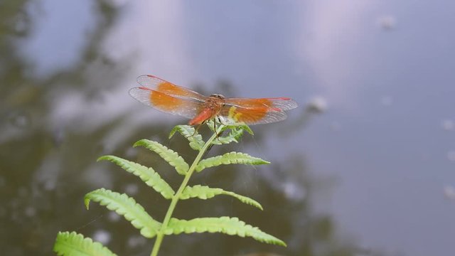 dragonfly resting on habitat