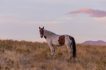 Fototapeta na wymiar Wild Horse in a Desert Sunset