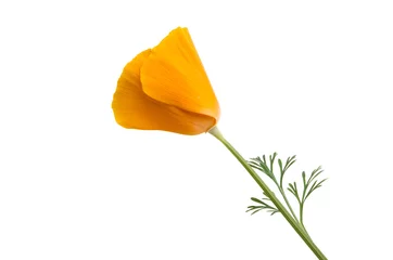 Cercles muraux Coquelicots Californian poppy isolated