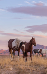 Wild Horse in a Desert Sunset