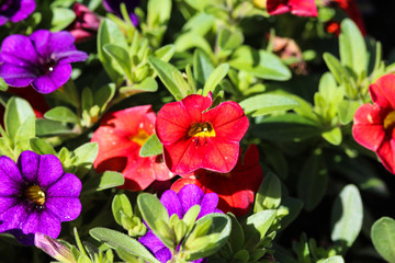 Obraz premium petunia hybrid (Calibrachoa parviflora) in garden